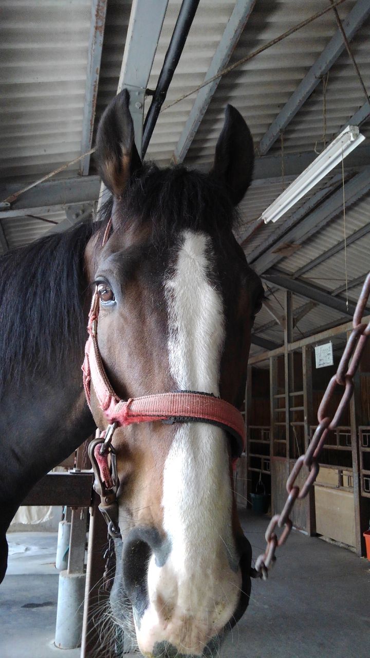 馬面 Uma World Diary