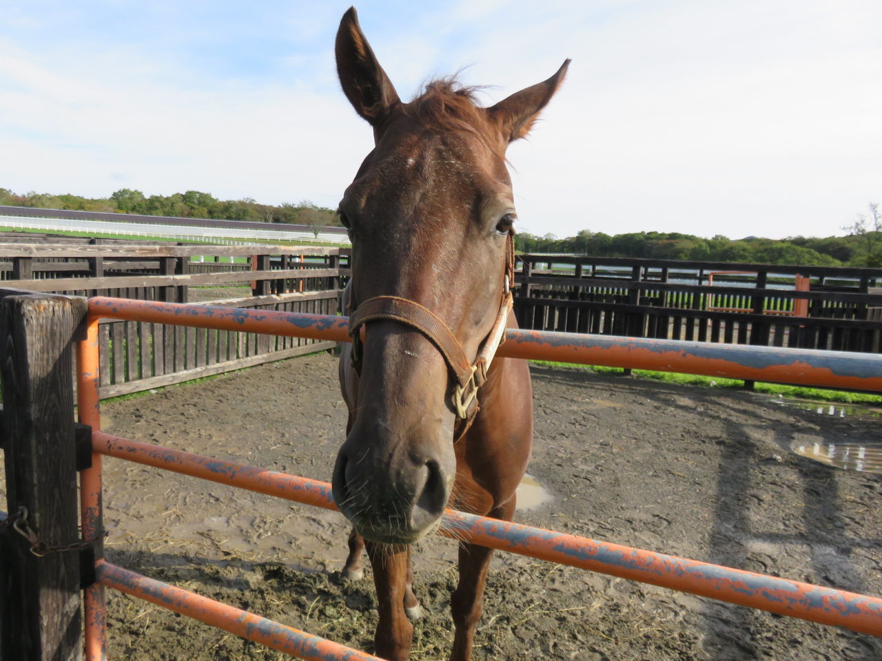 ゆきぞうと愛馬たちの自転車操業中 Brfツアー