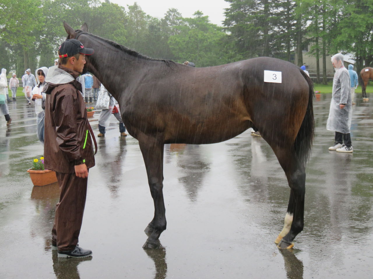 16cvf brfツアー 2日目 ラフィアン募集馬パレード その1 ゆきぞうと愛馬たちの自転車操業中 16cvf brfツアー 2日目 ラフィアン募集馬パレード その1 ゆきぞうと愛馬たちの自転車操業中