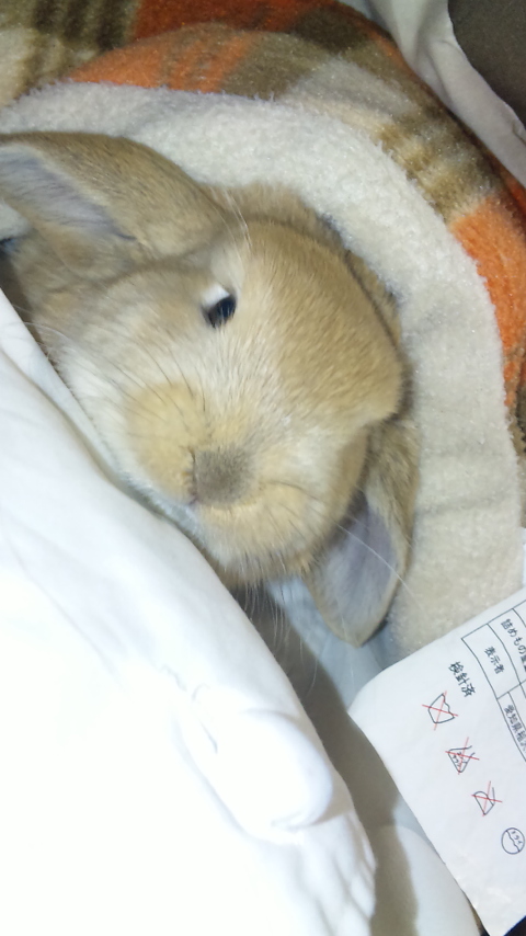 こたつでネムネム うさぎ生活