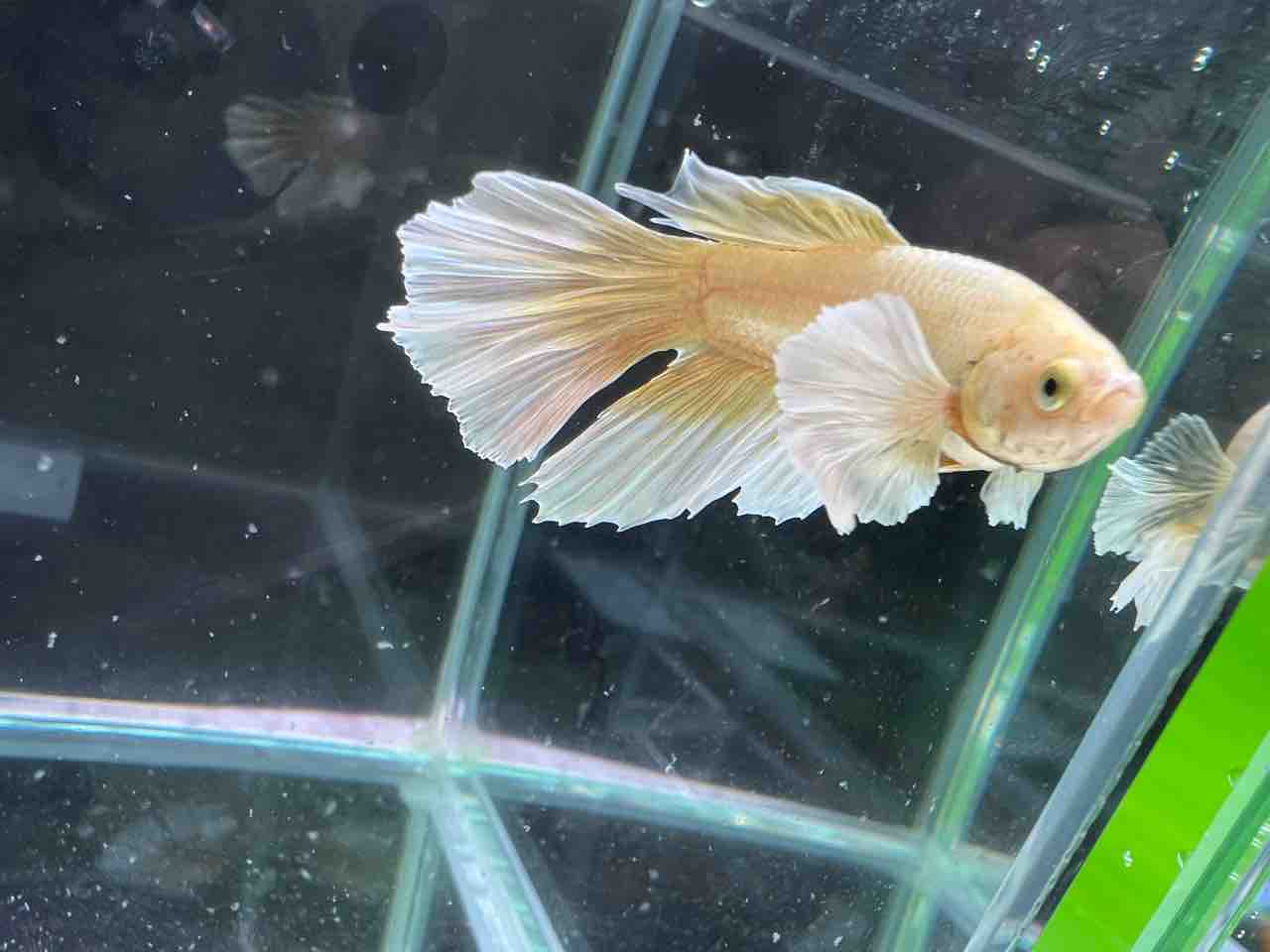 ベタ在庫紹介パート2 梅ベタ