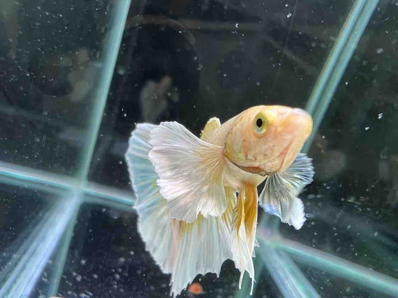 ベタ在庫紹介パート2 梅ベタ