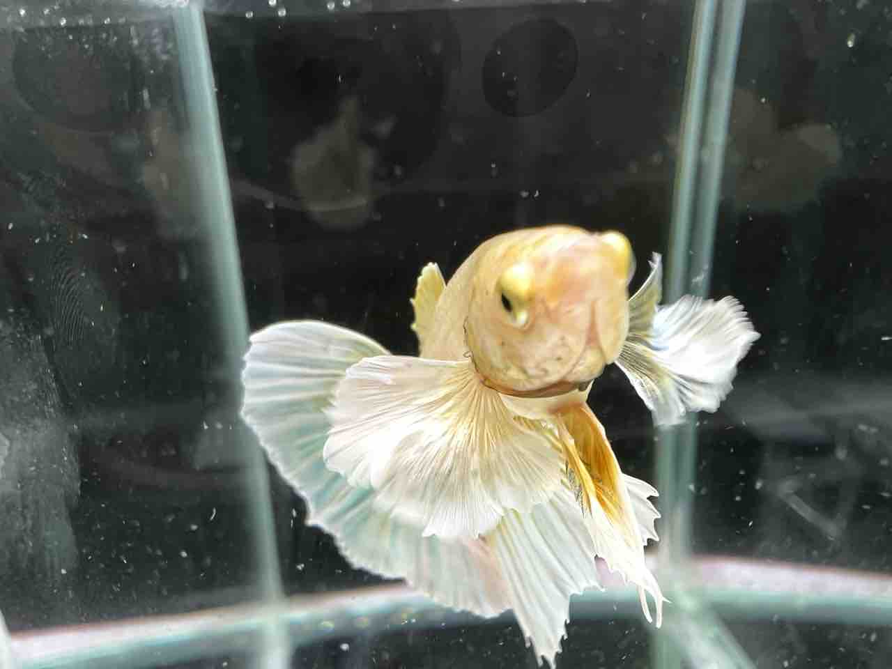 ベタ在庫紹介パート2 梅ベタ