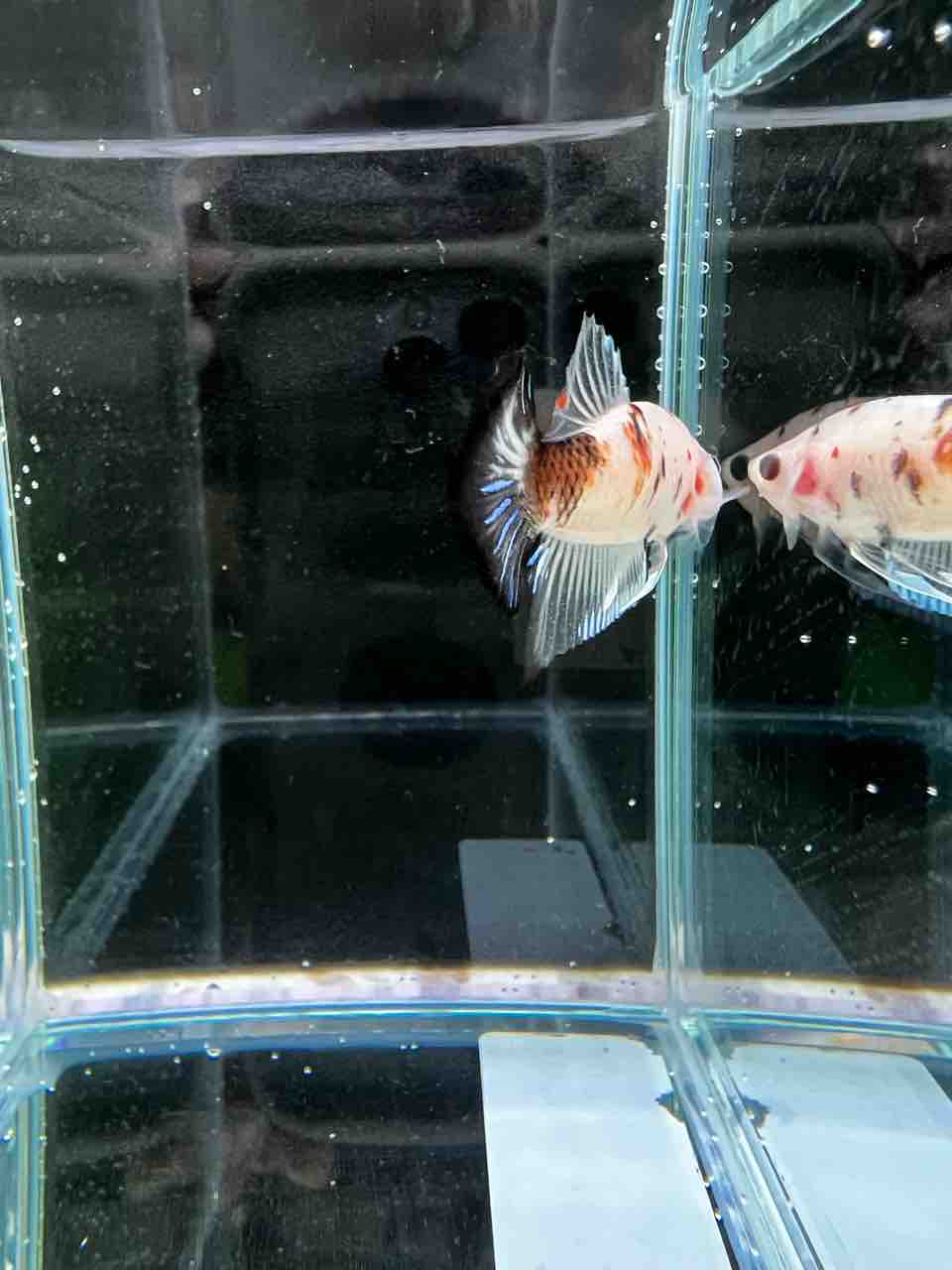 ベタ在庫紹介パート2 梅ベタ