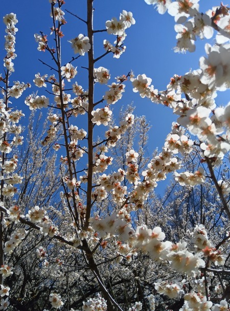 小梅の花満開