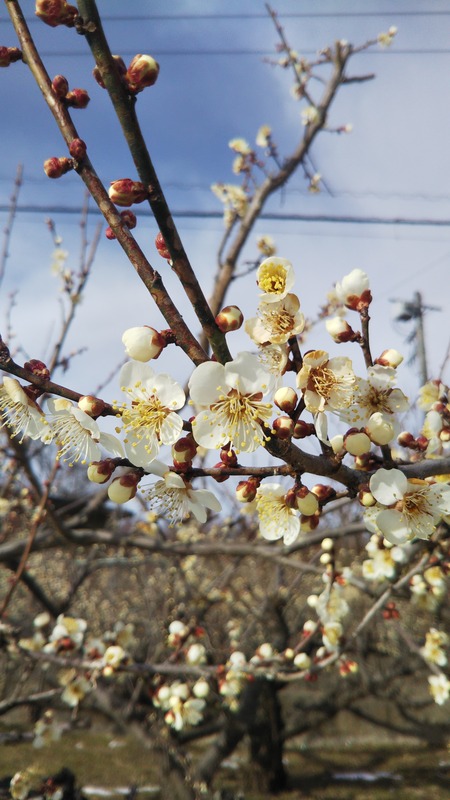 2023年2.10開花状況