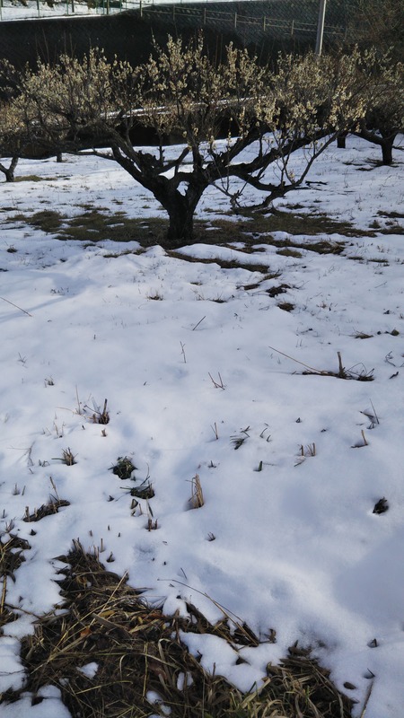 2023.2.10大雪