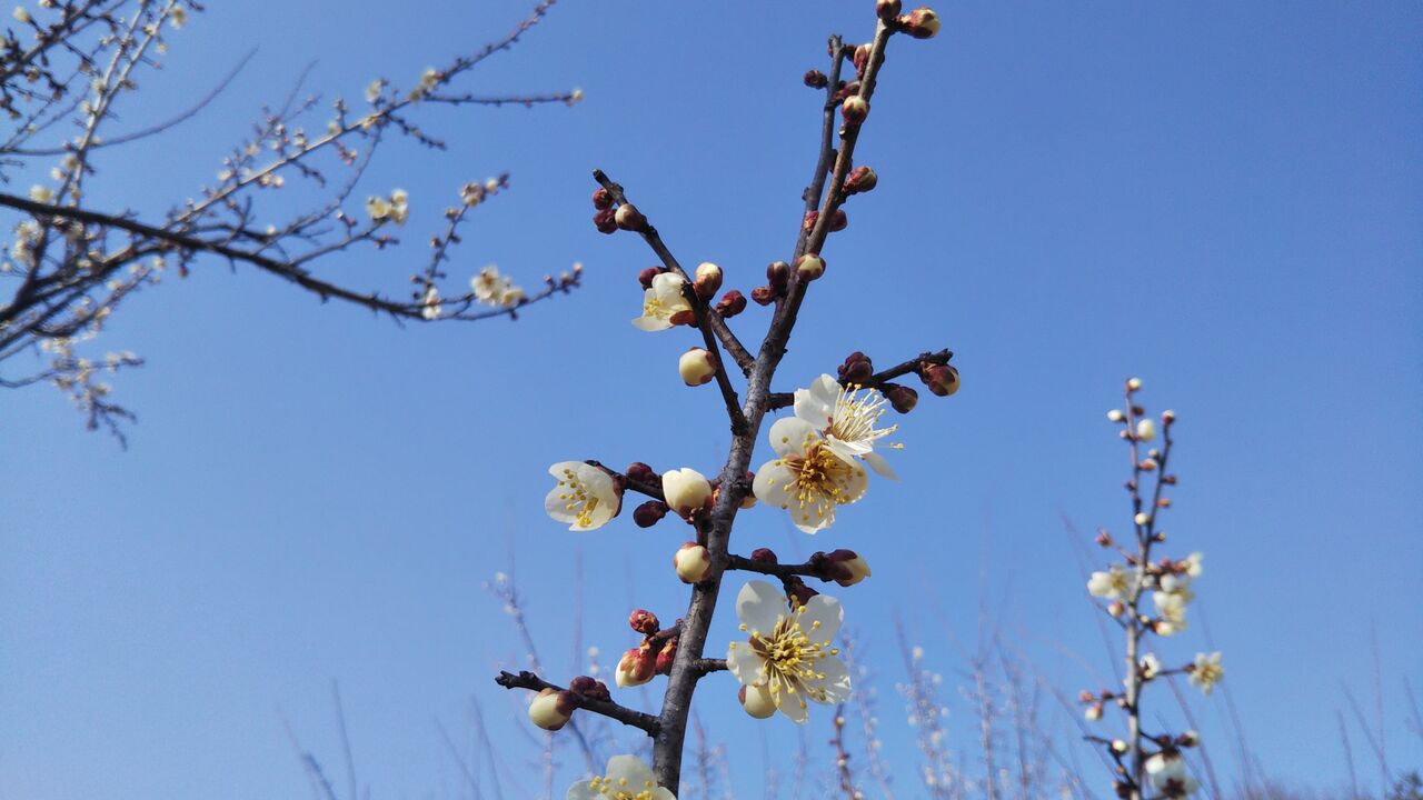 春の陽射し 梅干屋の日記 うめぼすぃ日記