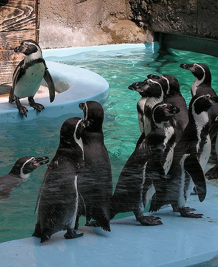 ペンギン