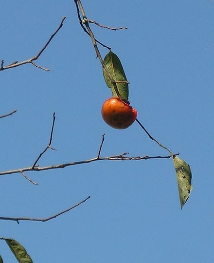 柿