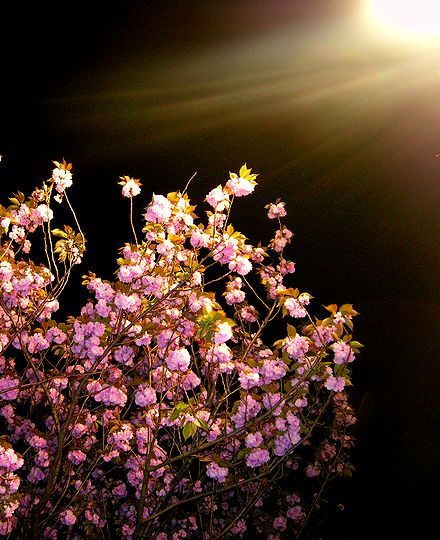 夜の花