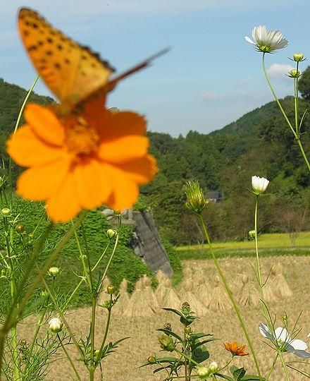 田舎