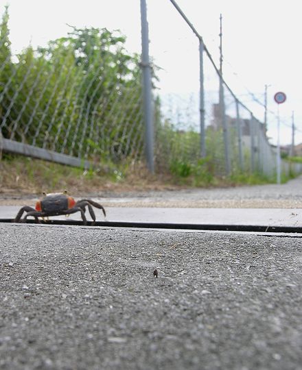 カニ1