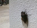 セミ