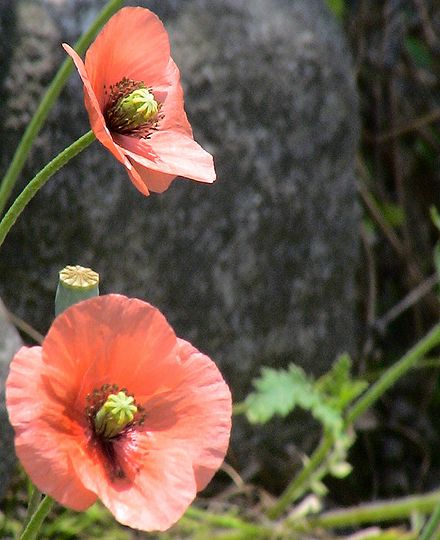 花