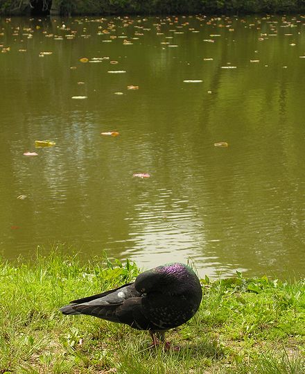 鳩