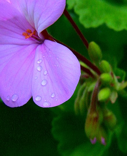 花びら