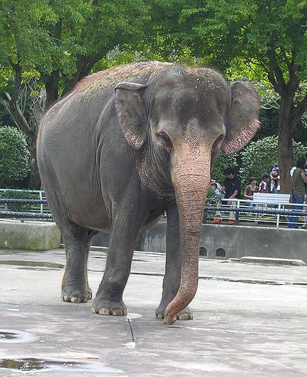 ゾウ