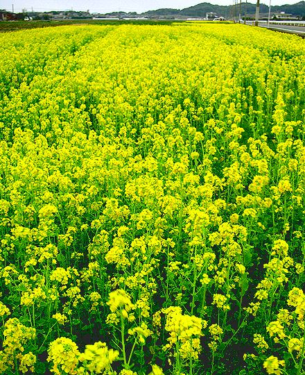 菜の花