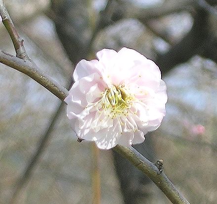 梅