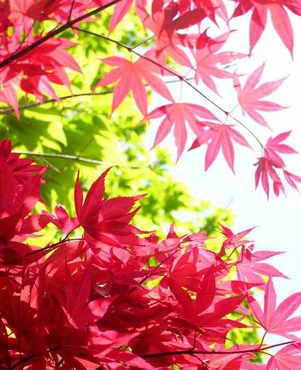 紅葉