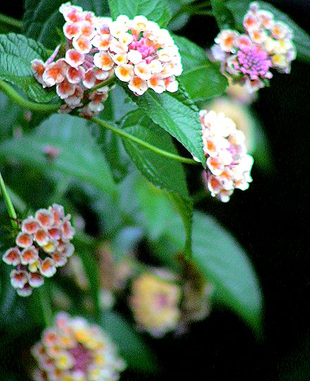 花