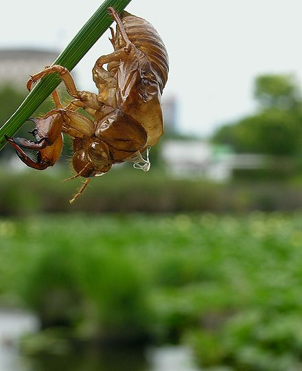 ぬけがら