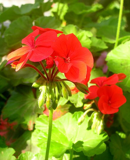 花