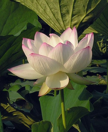 蓮の花