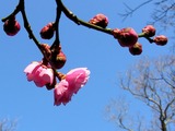 梅の花