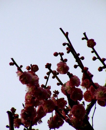 梅の花