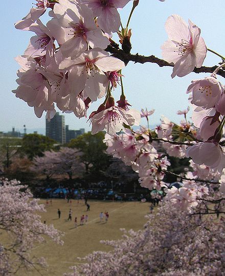 桜
