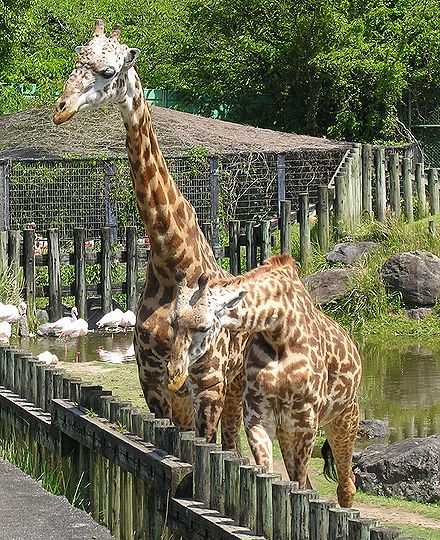キリン