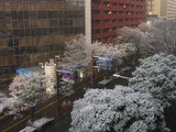 雪の華