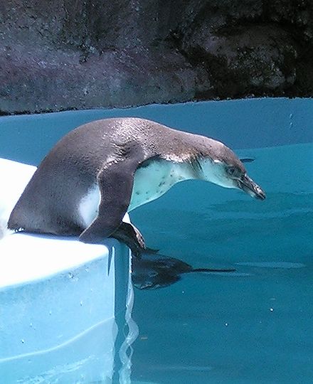 ペンギン