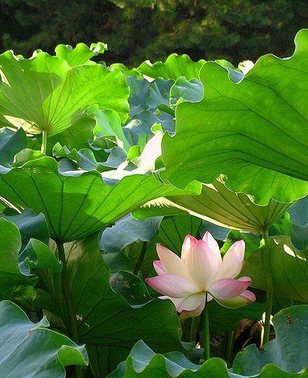 蓮の花