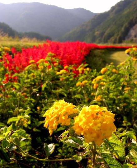 花