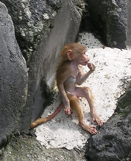 サル