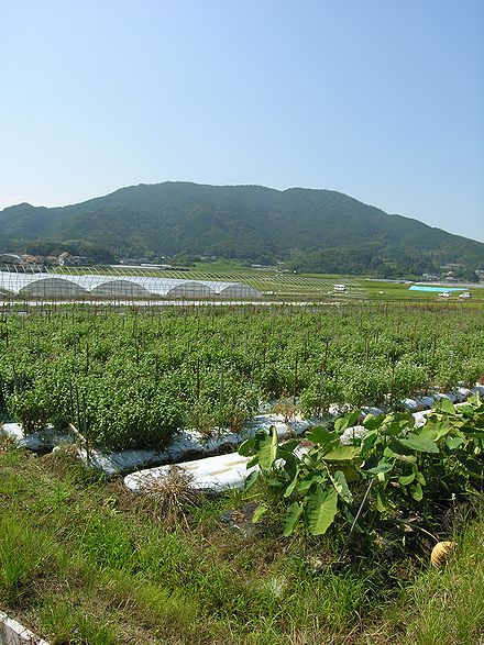 山
