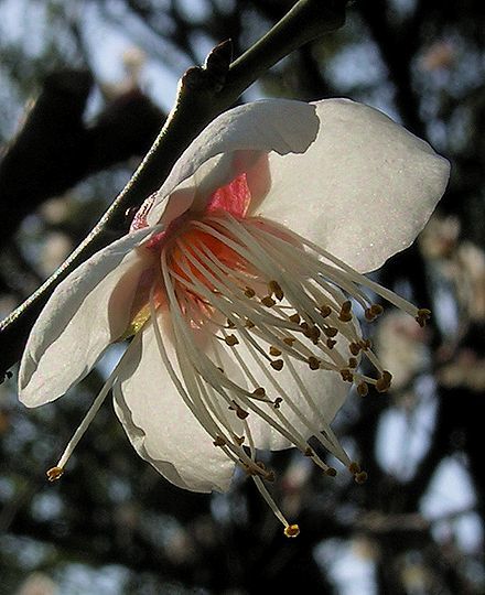 梅