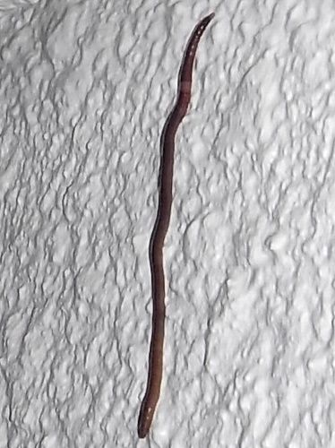 壁をのぼるミミズ Umezawa Craft 壁をのぼるミミズ Umezawa Craft