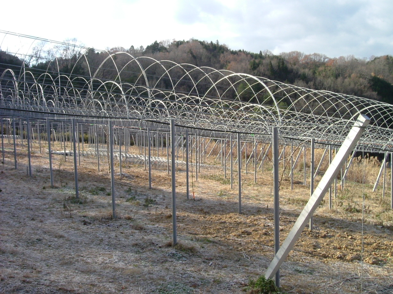 岡山ぶどう うめだ園 ～脱サラ！ファーマーが挑戦するおいしいぶどうへの道ぶどう棚 livedoor Blog（ブログ）