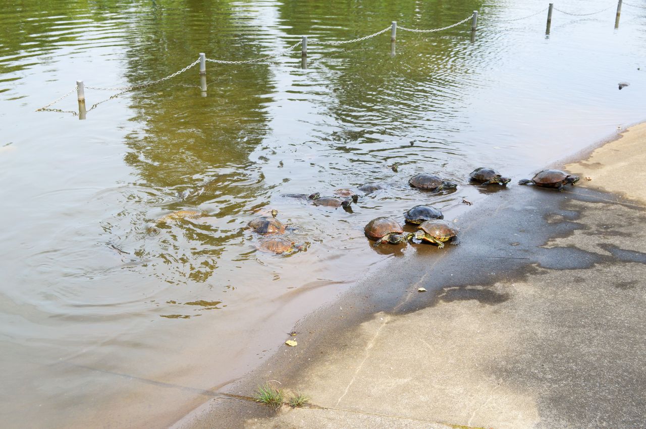 彩の森入間公園 メロディ ミニーの写真館 彩の森入間公園 メロディ ミニーの写真館