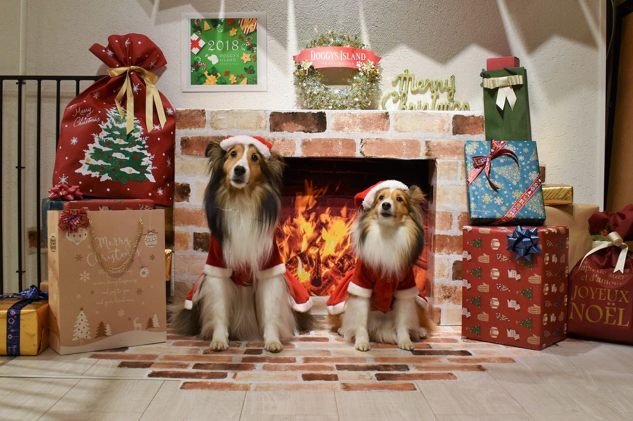 シェルティクリスマスオフ会 メロディ ミニーの写真館 シェルティクリスマスオフ会 メロディ ミニーの写真館