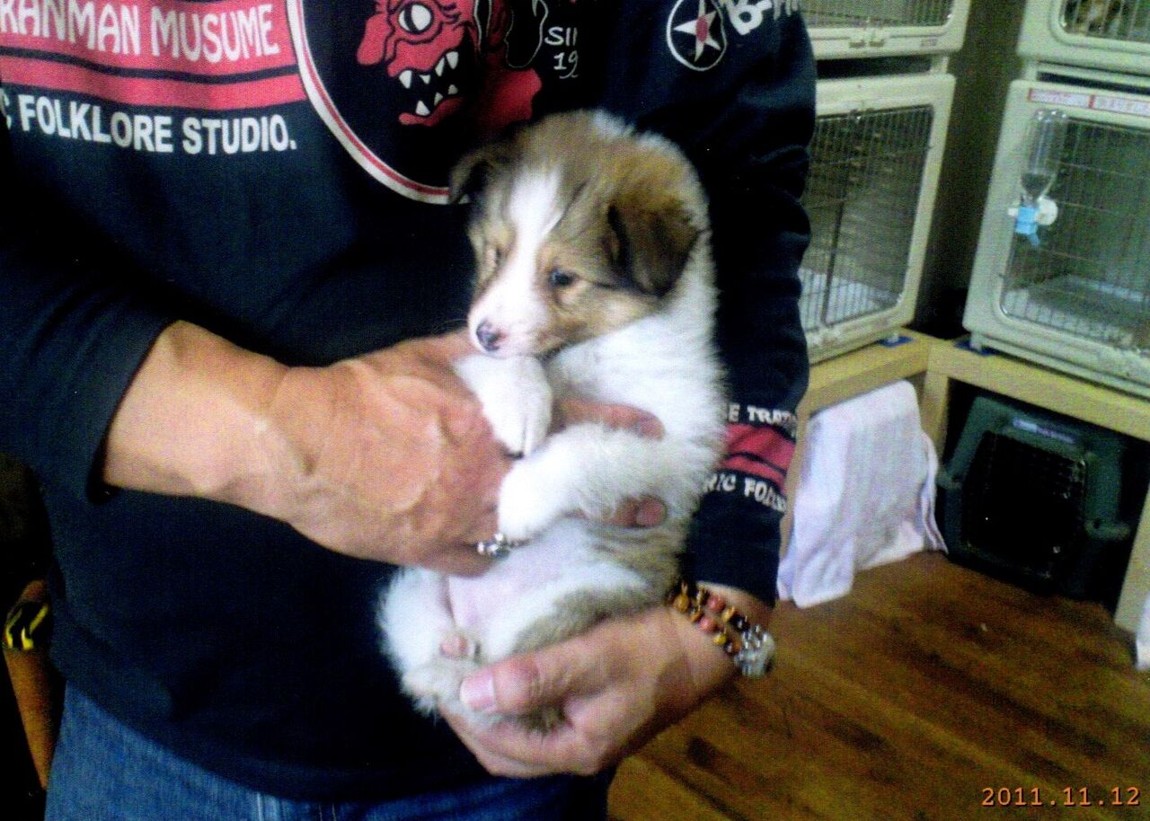メロディ1 かわいい子犬屋さん メロディ ミニーの写真館 メロディ1 かわいい子犬屋さん メロディ ミニーの写真館