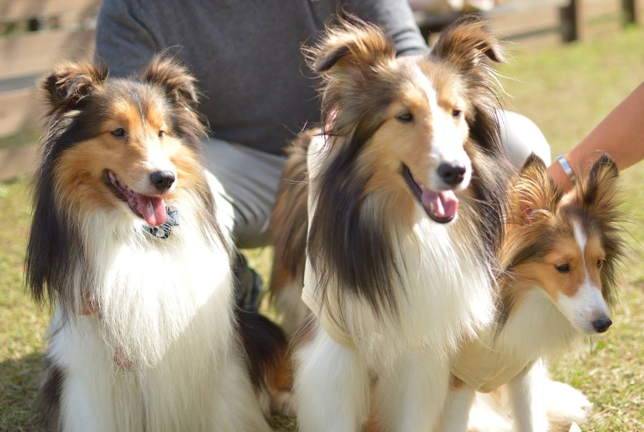 かわいい子犬屋さんのオフ会に参加 メロディ ミニーの写真館