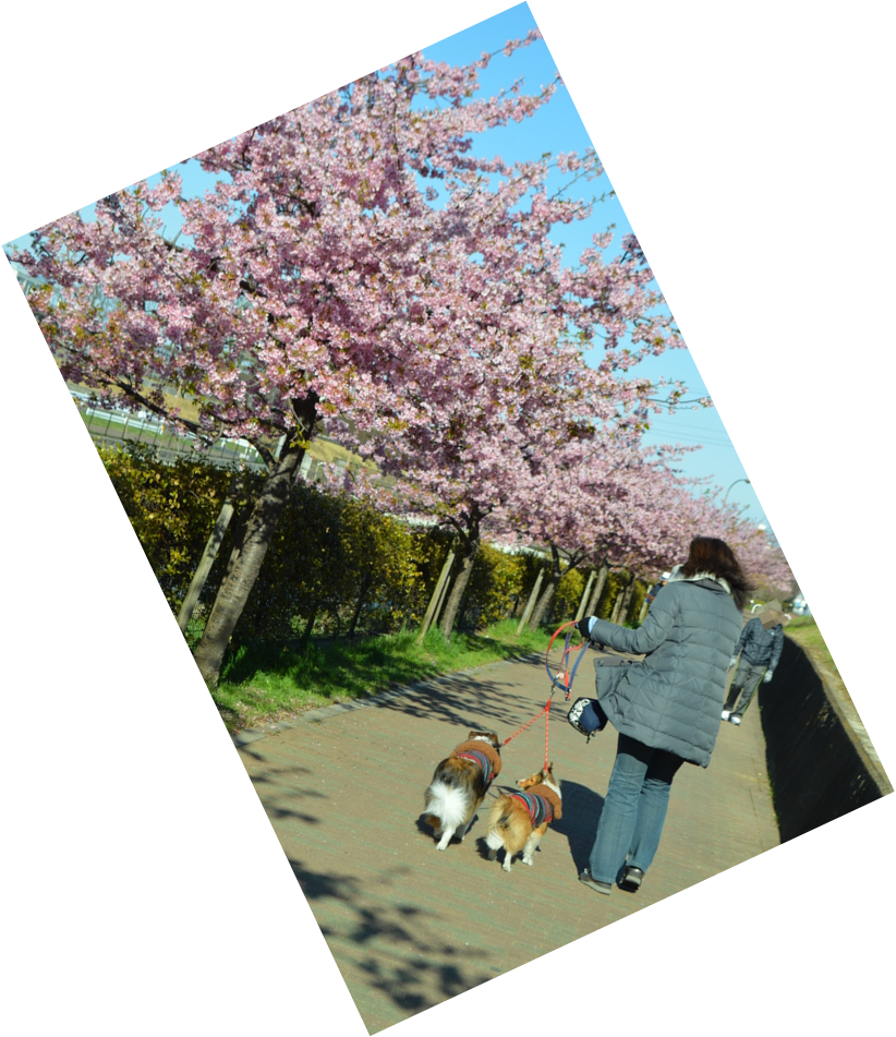 東村山 空堀川河津桜と中央公園 メロディ ミニーの写真館 東村山 空堀川河津桜と中央公園 メロディ ミニーの写真館