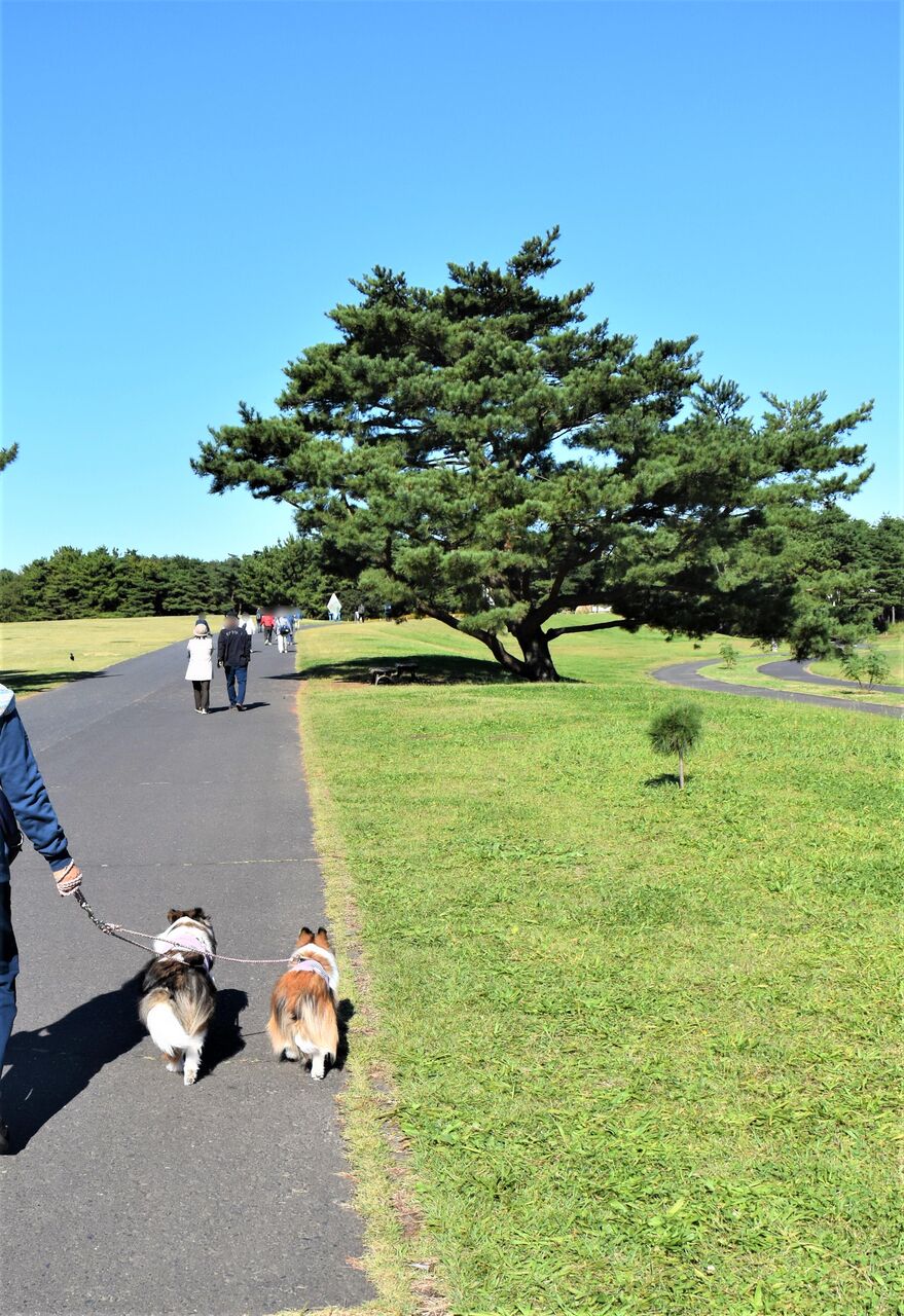 ひたち海浜公園 メロディ ミニーの写真館