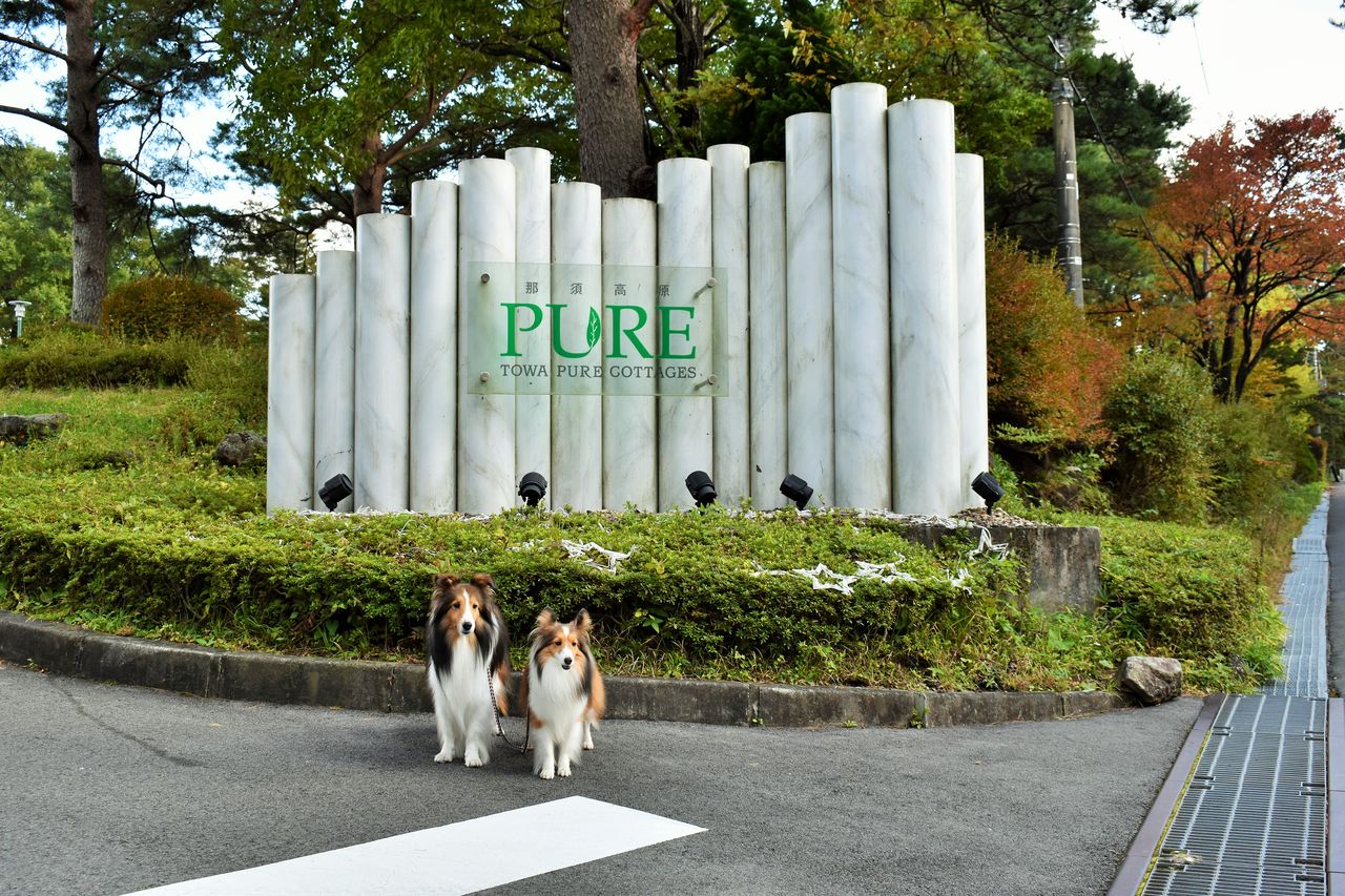 那須ハイランドパーク モデル犬撮影旅行 メロディ ミニーの写真館 那須ハイランドパーク モデル犬撮影旅行 メロディ ミニーの写真館