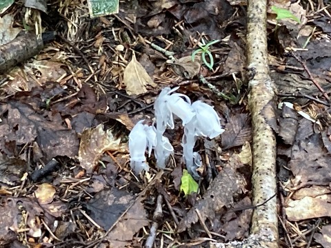 IMG_5069